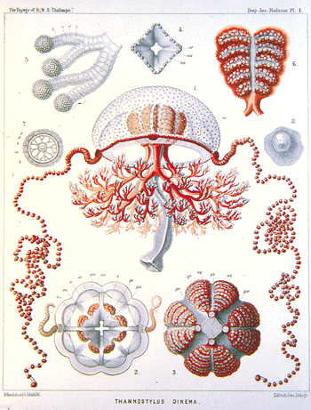 Deep sea medusae