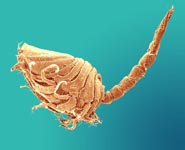 Pseudocuma ciliatum